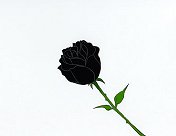 Endymion's Black Rose